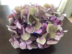 福岡県鬼木様の紫陽花☆ハイドランジア☆筑紫路風車☆4号鉢☆超希少☆1鉢 福岡県鬼木様の紫陽花☆ハイドランジア☆筑紫路風車☆4号鉢☆超