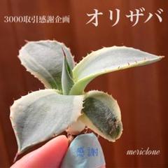 速達【3000取引感謝企画】②アガベ パリートランカータ オリザバ