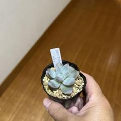 989多肉　アテマハック　中里　札付き　ポットごとメルカリ便 ホーリンゼ×コロラータアテマハック札付きポットごとメルカリ便