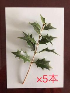 クリスマス 飾り ヒイラギの中古 未使用品を探そう メルカリ クリスマス 飾り ヒイラギの中古 未使用品を探そう メルカリ