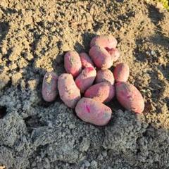 じゃがいもドラゴンレッド　10キロ　農薬、化学肥料不使用 じゃがいもドラゴンレッド 農薬、化学肥料不使用 - メルカリ