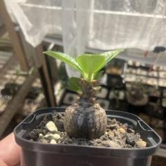パキポディウム　ウィンゾリー 実生　コーデックス　塊根植物 国内実生 パキポディウム ウィンゾリー コーデックス 塊根植物