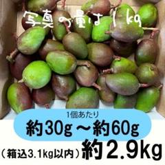 2025年最新】摘果マンゴー 3kgの人気アイテム - メルカリ