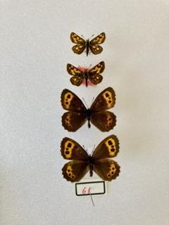 4頭セット】クモマベニ、タカネキマダラ（岐阜県白出沢産）