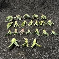 多肉植物 フェロックス 錦 3株➕八荒雷神 7株➕銀河旅人 7株➕兜