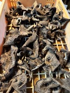 【天然香茸】天日干し200g 信州産 天日干し 乾燥香茸 100g②