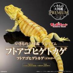いきもの大図鑑プレミアム　フトアゴヒゲトカゲ　イエロー　ガシャポンオンライン