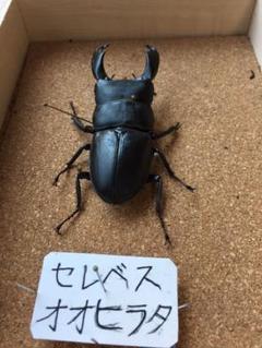 標本 セレベスオオヒラタクワガタ