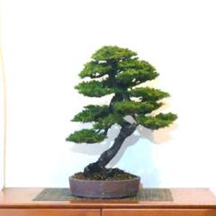 赤蝦夷松素材実生寄せ植え用恋太郎様用