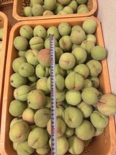 硬い桃 5キロ 8-14個/kg - メルカリ