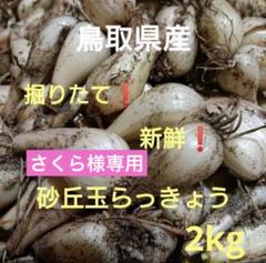 鳥取県産 農薬不使用 玉らっきょう サービス中‼️鳥取県産 農薬不使用 玉らっきょう - メルカリ