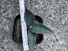 Yahoo!オークション - レア クレイジーホース 斑入り Agave