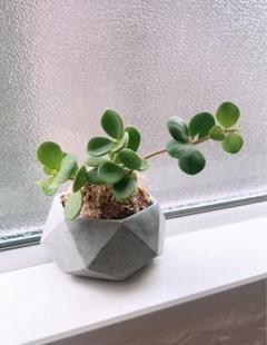 ペペロミアのサムネイル