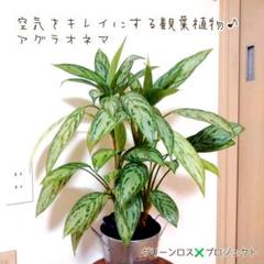 【B級品/育て方が簡単/一品限り】空気をキレイにする観葉植物♪アグラオネマ