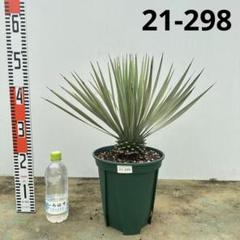 【AL963】ユッカ　ロストラータ　超ブルー個体　超美形 Amazon.co.jp: 【種子】Yucca Rostrata ◇ユッカ・ロストラータ