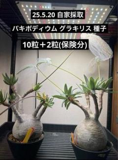 一点のみセール　令和7.6.2 自家採取　パキポディウム グラキリス種子100粒 Amazon｜【種子】パキポディウム・グラキリス 実生株 自家2024