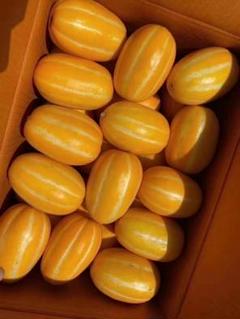 689.韓国産 チャメメロン　箱込み約5kg 今だけの季節限定☆韓国産入荷】冷蔵 チャメ 5kg (約12〜15玉