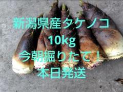 @ハム出品　熊本県　新鮮タケノコ 大きい 　１０キロ i230_smn.jpg
