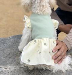 小型犬　フリルワンピース