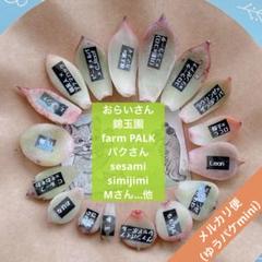 2025年最新】コロラータ 錦玉園の人気アイテム - メルカリ