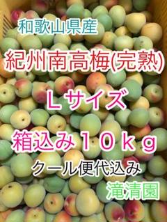 南高梅（完熟）秀品　２Ｌサイズ　箱込み５ｋｇ　梅干し用　滝清園24-1 南高梅（完熟）訳あり Lサイズ 箱込み10kg 梅干し用 滝清園