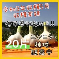 ニンニク種球】20片そろそろ植えどき♪【お家時間で家庭菜園】