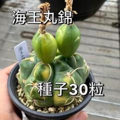 ギムノカリキウム　海王丸　狂棘　サボテン　天平丸　フェロシオール　魔天竜 サボテン：ギムノカリキウム 強刺天平丸 実生*幅8cm 現品！一品