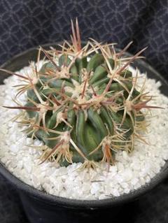 hiroshi nomura | Echinocactus texensis. エキノカクタス属