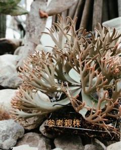 ✨P. willinckii ‘Nano’ spore ビカクシダ　ナノ　スポア オススメ✨P. willinckii 'Nano' spore ビカクシダ