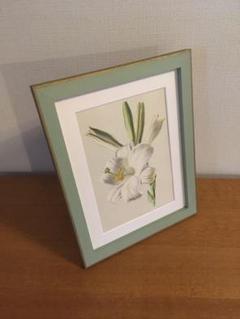 A4 イギリス アンティーク 植物画 ボタニカルアート