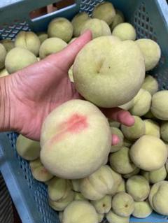 87.福島県産若桃摘果桃硬い桃カリカリ加工用10kg生食可常温発送