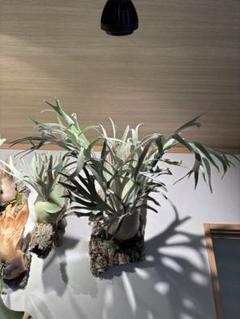 P.Hanuman ビカクシダ OC 01 P.Hanuman ビカクシダ OC 01（vandaka plants - P. hanuman