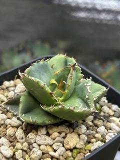 ま*て様 アガベ ブツブツ系 星空 麻花龍 親株 ever plants】Agave titanota 星空OC株、アガベ、チタノタ