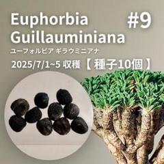2025年最新】ギラウミニアナ種子の人気アイテム - メルカリ