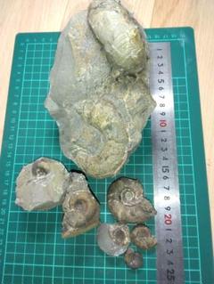 北海道アンモナイト化石、産出地別正常巻５点＋資料５点＋プレゼント２点 北海道アンモナイト化石、産出地別正常巻5点＋資料5点＋