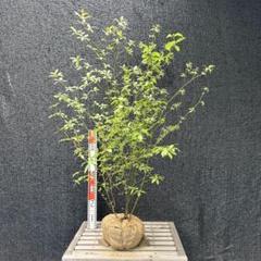 クロモジ　山採り　株立ち　【品番3367】 クロモジ 山採り 株立ち 【品番3367】 - メルカリ