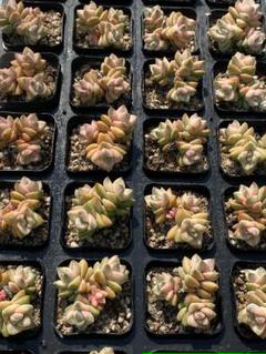 K*Z様 F557 紀ノ川錦（群生） 抜き苗 45株 多肉 エケベリア 韓国