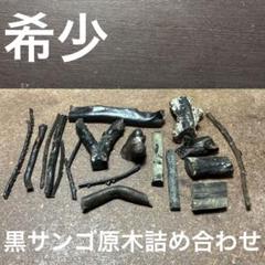 希少　長崎県産　テーブルサンゴ 希少巨大長崎県産テーブルサンゴ