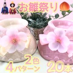 トリミングチョーカー！クマさん春桜さくらリボン トリミングチョーカー！クマさん春桜さくらリボン