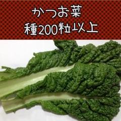 かつお菜種200粒以上