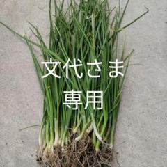 無農薬 ネギ苗 小さめ50本