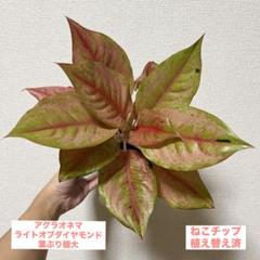年末セール❗️】アグラオネマライトオブダイヤモンド葉ぶり極大