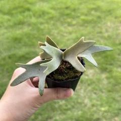 P. willinckii ’Jenny’ TC 1620 P. willinckii 'Jenny' TC 1620 - メルカリ