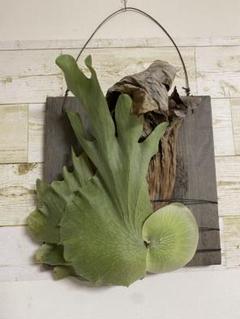 ビカクシダの女王 ワンダエ　Platycerium wandae⑧ ビカクシダ ワンダエ Platycerium wandae コウモリラン