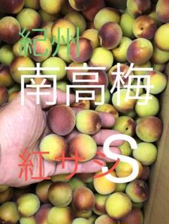 No643 紅さし南高梅 3kg Sサイズ 和歌山県産紀州 完熟