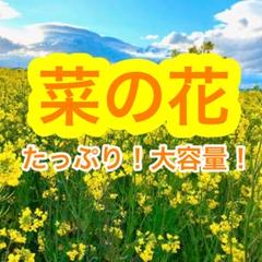 【最安値】菜の花 種 21g(大容量!6300粒以上!)【説明書つき】