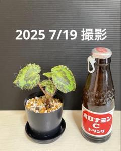 ベゴニア　フートエンシス　大株　メルカリ便　鉢ごと 2025年最新】ベゴニア フートエンシスの人気アイテム - メルカリ