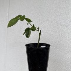 輸入アジサイ ロイヤルグランドール クラシック | Shop at