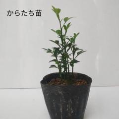 2025年最新】カラタチの種の人気アイテム - メルカリ