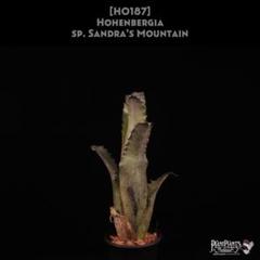 Amazon.co.jp: Hohenbergia sandra's mountain @bikamori.com ホ